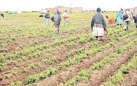 UNE LOI BOLIVIENNE RECONNAIT L'AGRICULTURE FAMILIALE