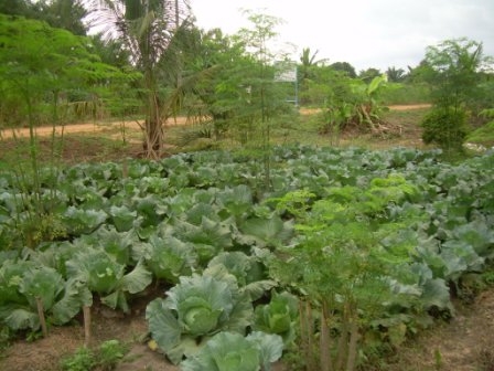 EXPERIENCES ET FORMATION EN AFRIQUE DE L'OUEST