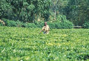 DEMANDE ALIMENTAIRE MONDIALE ET IMPLICATION