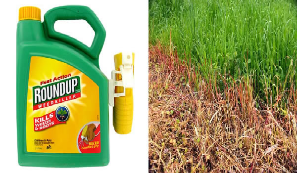 L'HERBICIDE LE PLUS UTILISÉ AU MONDE EST ENCORE PLUS DANGEREUX QUE PRÉVU