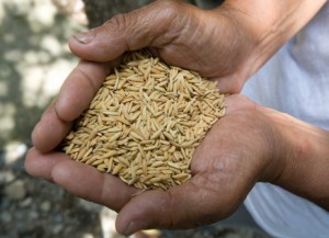 COMBAT MONSANTO: L'INFORMATION POUR RESISTER